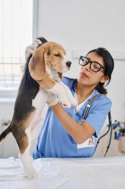 A veterinarian examining a beagle puppy, representing Furvanawell's mission to improve pet health through accesible, real time veterinary support and 24/7 virtual care
