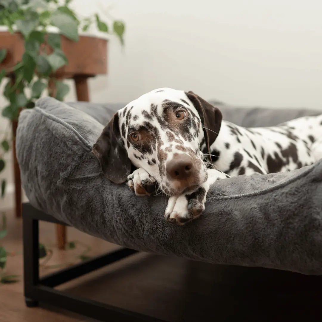 The FÜZI Dog Bed