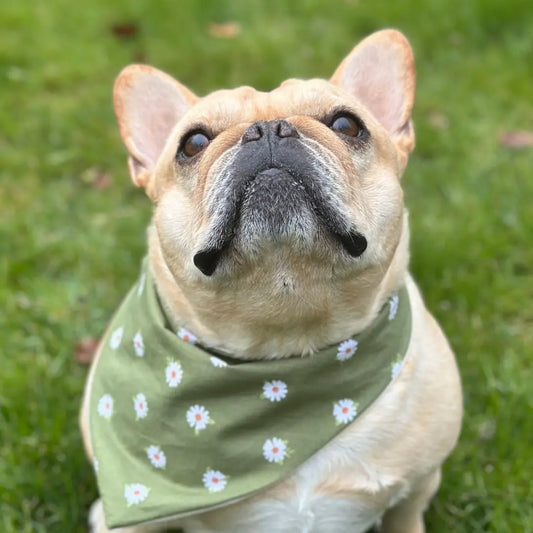 Daisy Dog Bandana - FurvanaWell