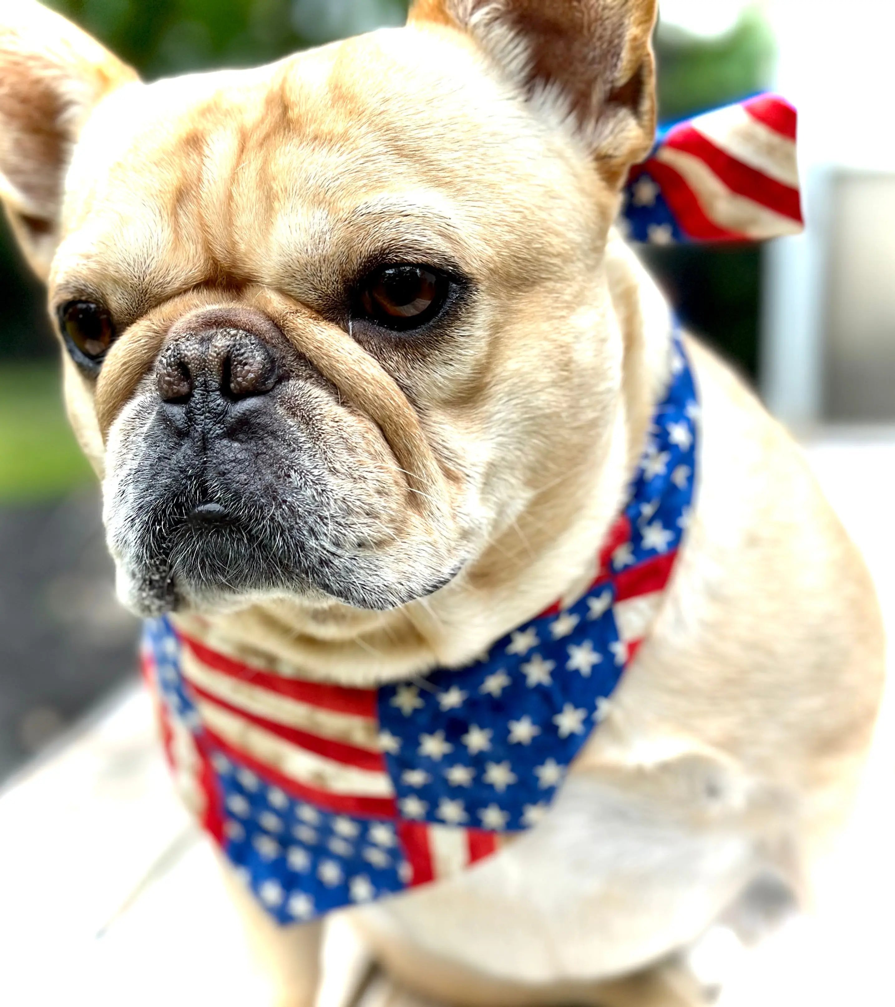 USA Dog Bandana - FurvanaWell