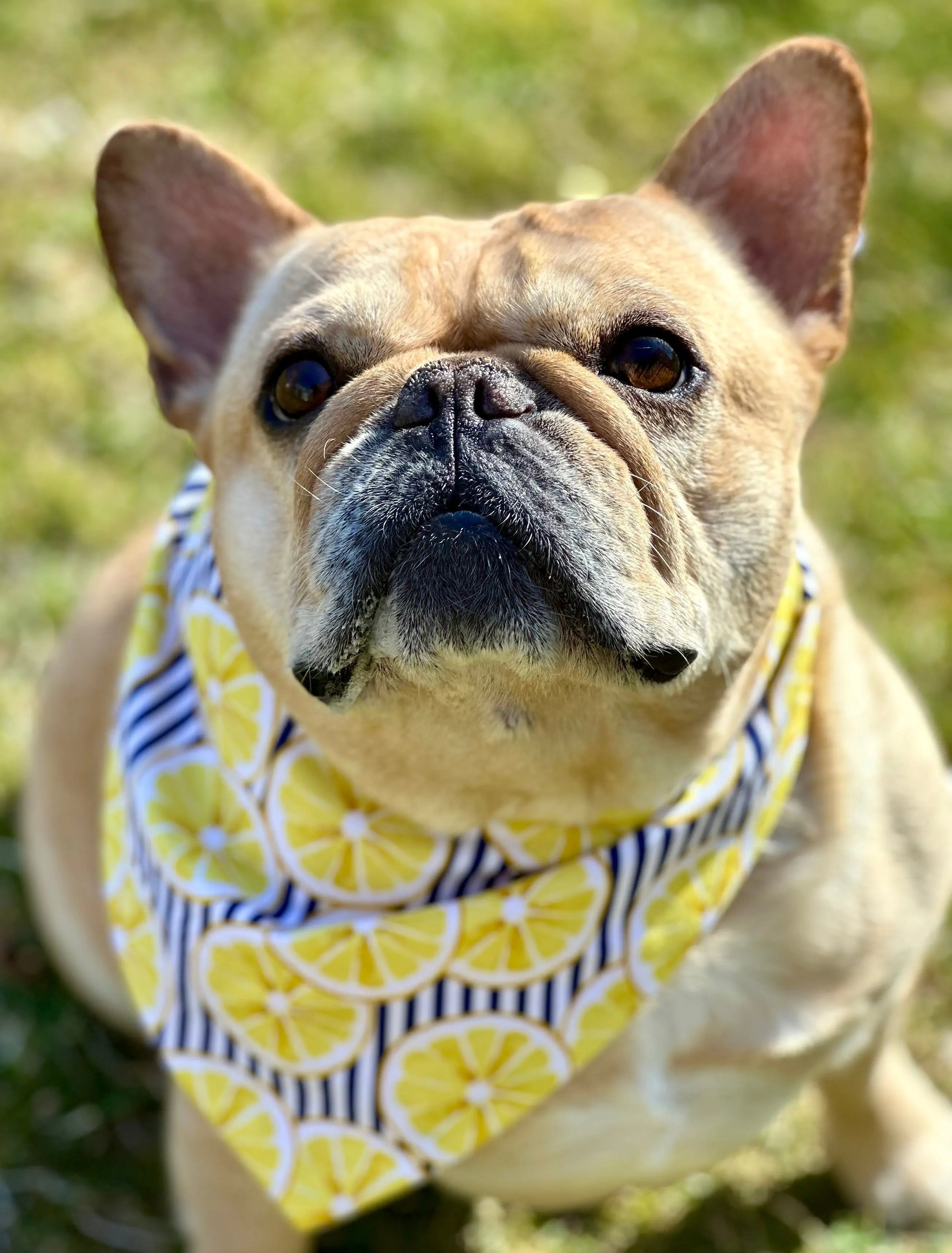 Lemon Dog Bandana - FurvanaWell
