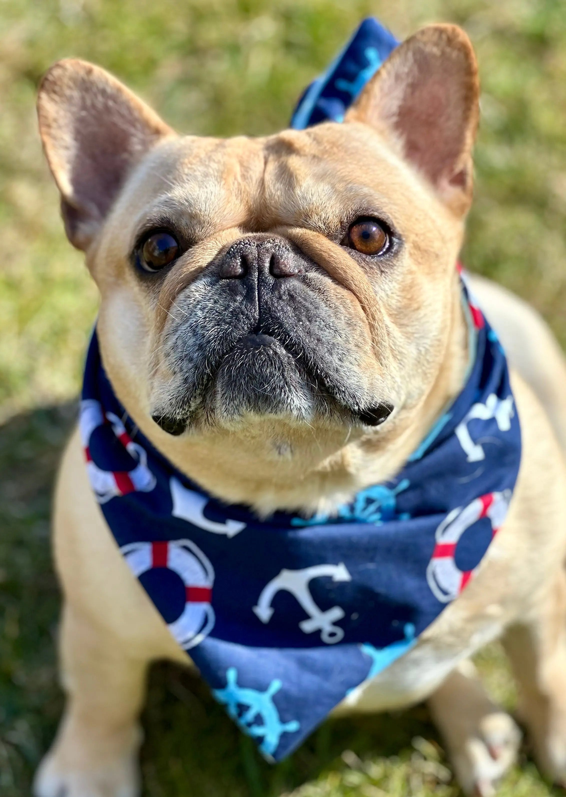 Nautical Dog Bandana New Arrivals - FurvanaWell