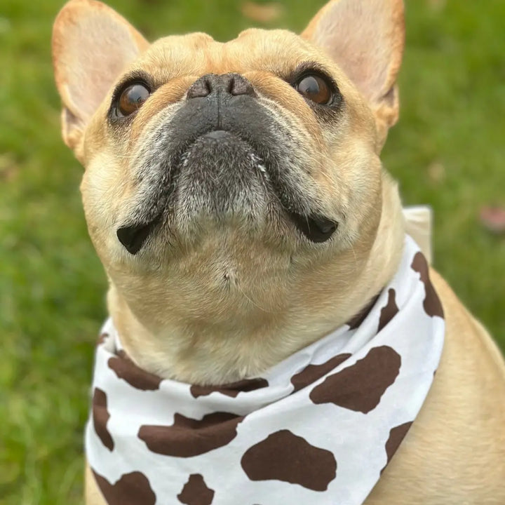Cow Print Dog Bandana - FurvanaWell