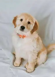 Dog test1